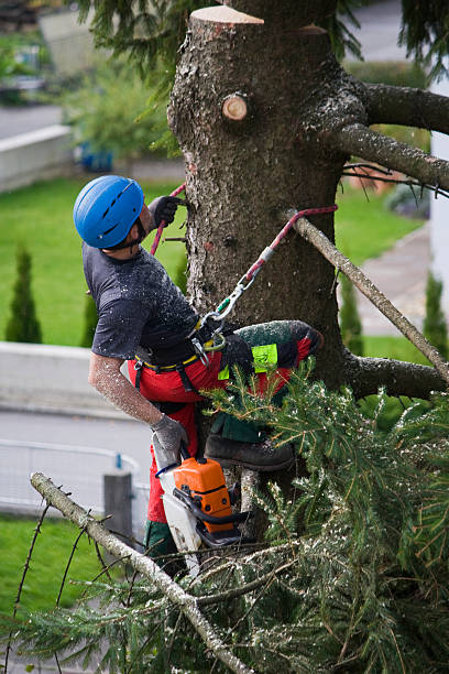 Best Hazardous Tree Removal  in Woodinville, WA